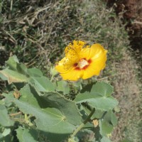 Abutilon hirtum (Lam.) Sweet